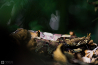Zmije pobřežní nosorohá (Bitis nasicornis)