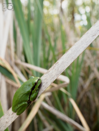 Rosnička zelená (Hyla arborea)