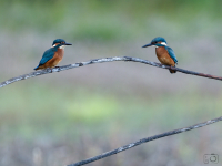 Ledňáček říční (Alcedo atthis)