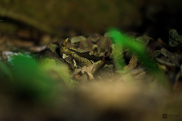 Zmije pobřežní nosorohá (Bitis nasicornis)