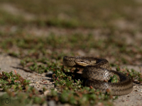 Užovka hladká (Coronella austriaca) 