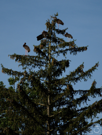 Čáp černý (Ciconia nigra)