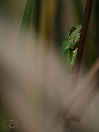 Rosnička zelená (Hyla arborea)